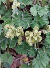 Alchemilla orbiculata