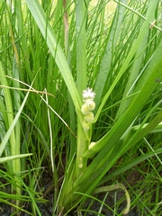 Sparganium glomeratum