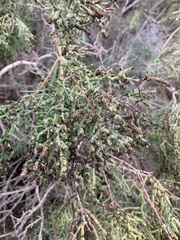 Allenrolfea occidentalis