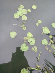 Caltha natans