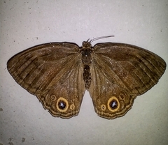 Yphthimoides maepius