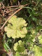 Pelargonium australe