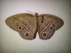 Yphthimoides maepius