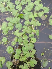 Caltha natans