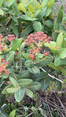 Angophora hispida