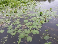 Caltha natans