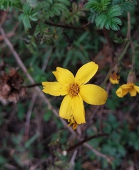 Tagetes zypaquirensis