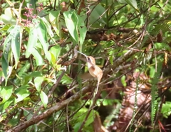 Phaethornis striigularis