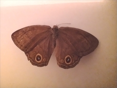 Yphthimoides maepius