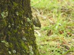 Regulus regulus azoricus