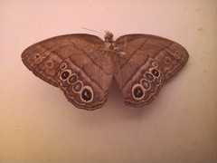 Yphthimoides maepius