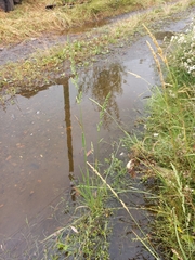 Beckmannia syzigachne