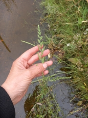 Beckmannia syzigachne