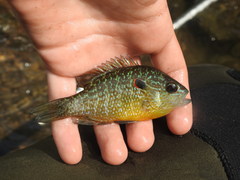 Lepomis peltastes