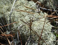 Cladonia subtenuis