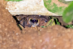 Anaxyrus terrestris