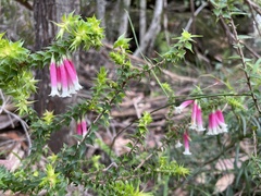 Epacris longiflora