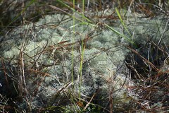 Cladonia subtenuis