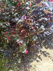 Loropetalum chinense