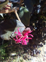 Loropetalum chinense