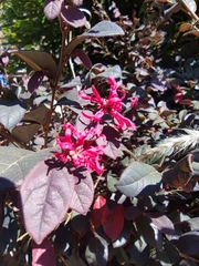 Loropetalum chinense