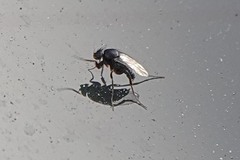 Phorinae