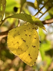 Eurema mandarina