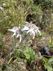 Leontopodium stellatum