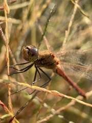 Sympetrum frequens