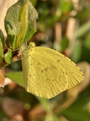 Eurema mandarina