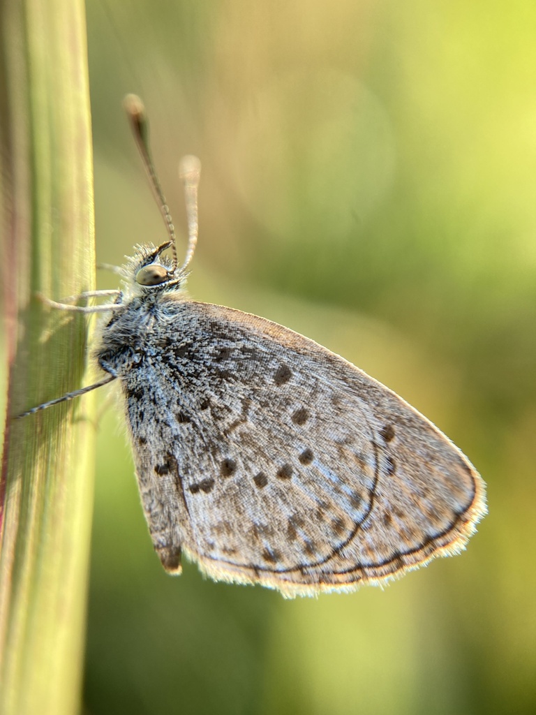 Pale Grass Blue (Butterflies of Chhattisgarh) · iNaturalist