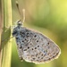 Pale Grass Blue - Photo (c) Norio Nomura, some rights reserved (CC BY-SA), uploaded by Norio Nomura