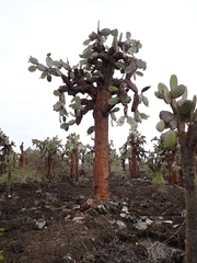 Opuntia galapageia
