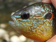 Lepomis peltastes