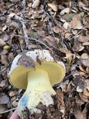 Caloboletus marshii