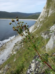 Artemisia arctica