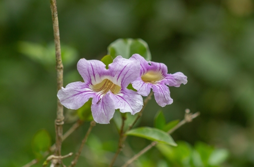 Bignonia callistegioides