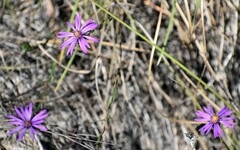 Symphyotrichum pratense