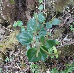 Peperomia