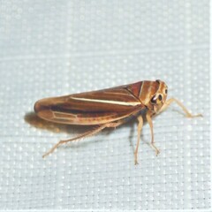 Idiodonus kennicotti