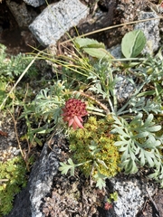 Hylotelephium cyaneum