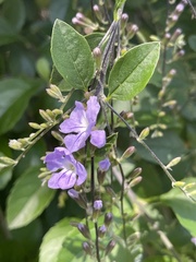 Duranta