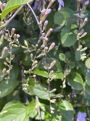 Duranta