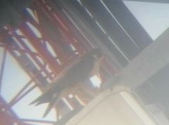 Falco peregrinus