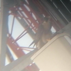 Falco peregrinus