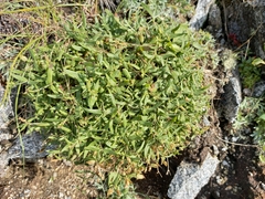 Silene ajanensis