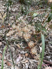 Lomandra multiflora multiflora