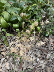 Lomandra multiflora multiflora