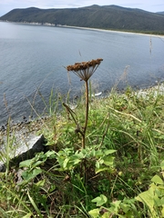 Angelica gmelinii