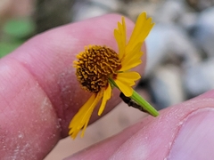 Helenium elegans